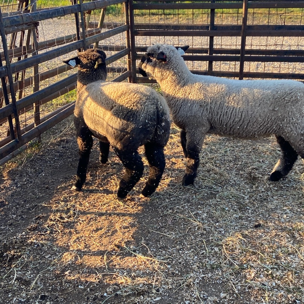 Meet your Posher, Melanie